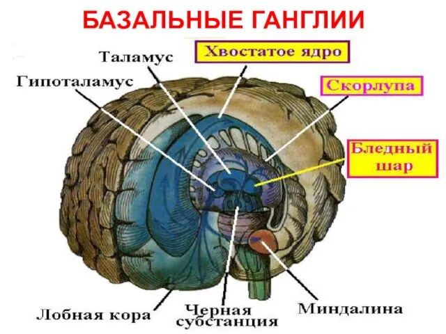 БАЗАЛЬНЫЕ ГАНГЛИИ