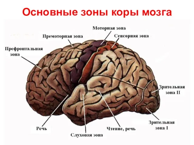 Основные зоны коры мозга