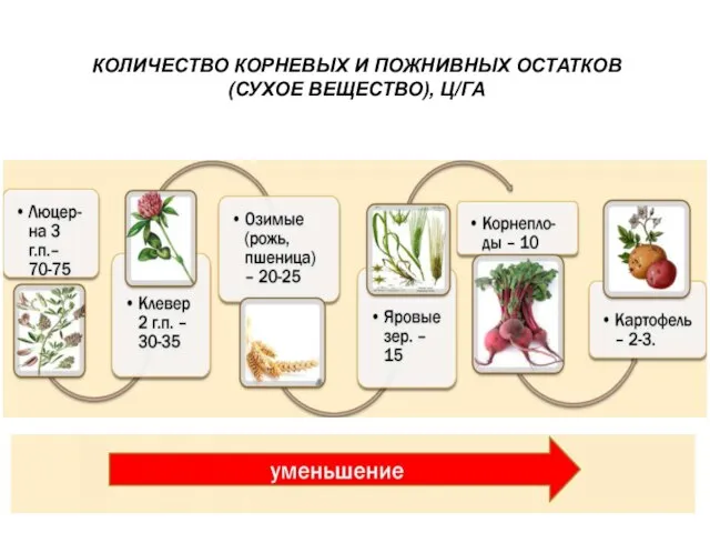 КОЛИЧЕСТВО КОРНЕВЫХ И ПОЖНИВНЫХ ОСТАТКОВ (СУХОЕ ВЕЩЕСТВО), Ц/ГА