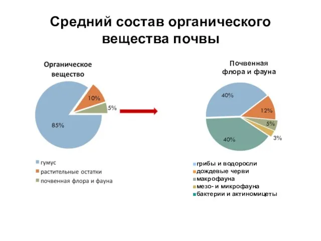 Средний состав органического вещества почвы Почвенная флора и фауна грибы и