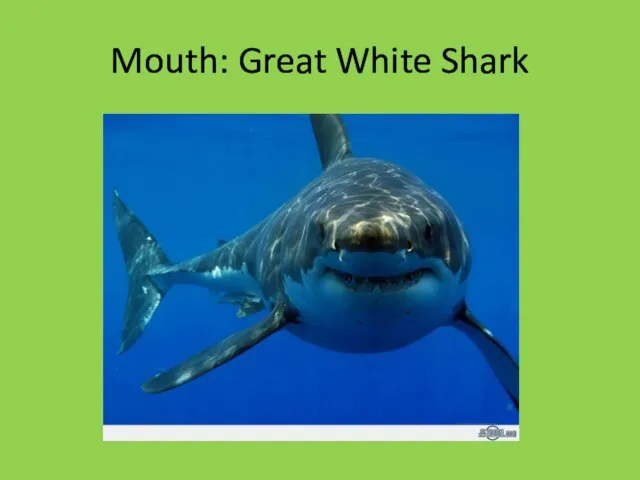 Mouth: Great White Shark