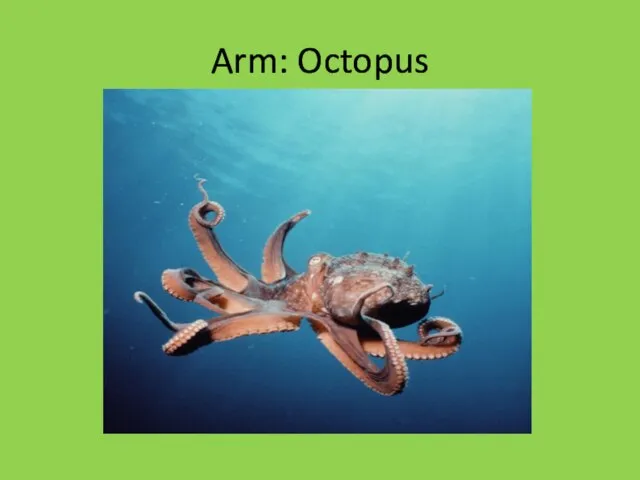 Arm: Octopus