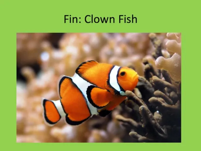 Fin: Clown Fish