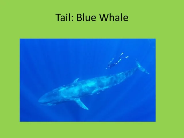 Tail: Blue Whale