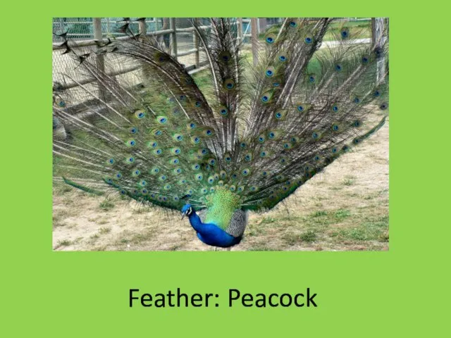 Feather: Peacock