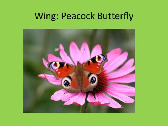 Wing: Peacock Butterfly