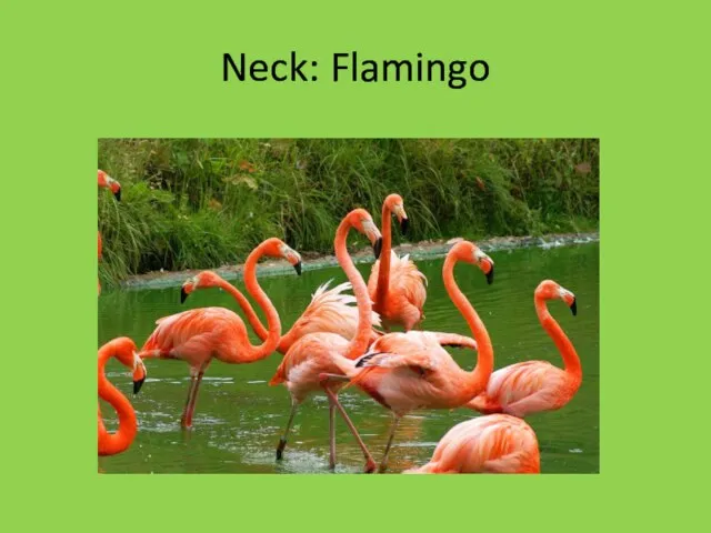 Neck: Flamingo