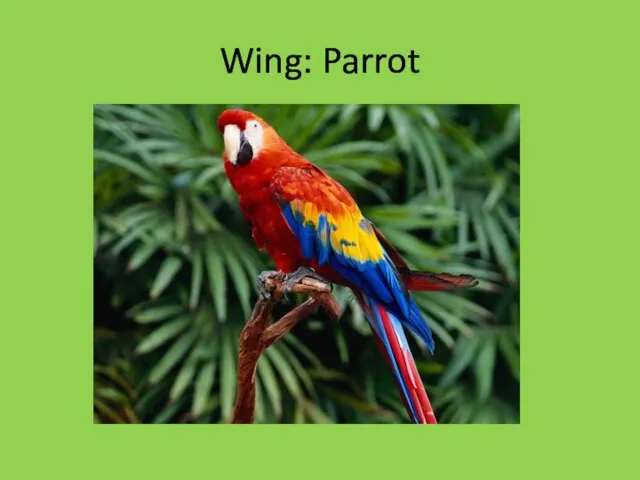 Wing: Parrot