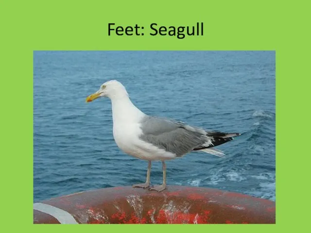 Feet: Seagull