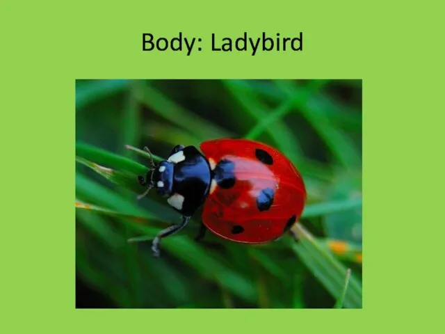 Body: Ladybird