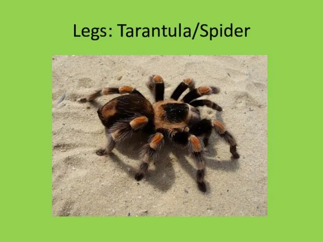 Legs: Tarantula/Spider