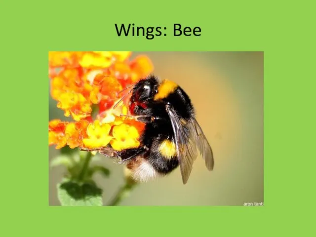 Wings: Bee