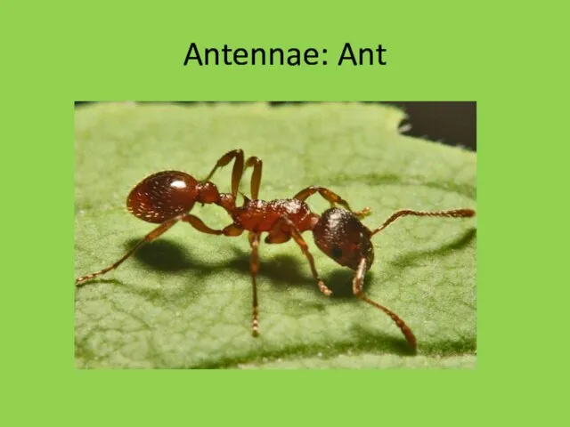 Antennae: Ant