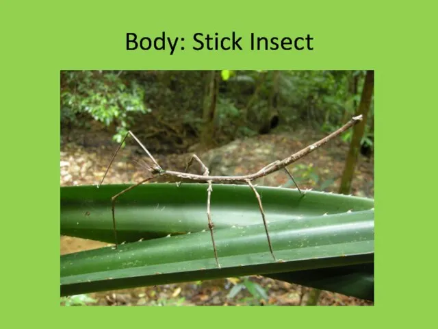 Body: Stick Insect