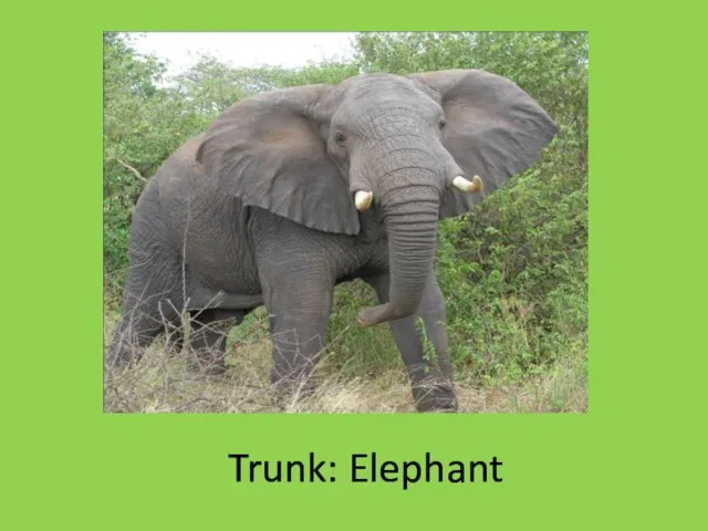 Trunk: Elephant