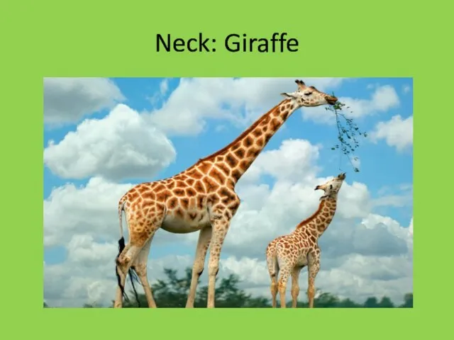 Neck: Giraffe