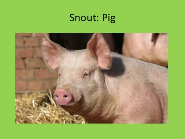 Snout: Pig