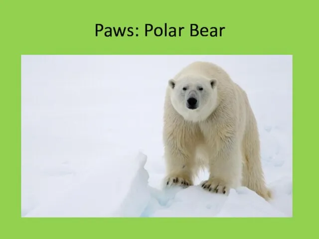 Paws: Polar Bear