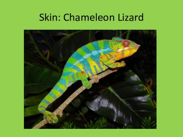 Skin: Chameleon Lizard