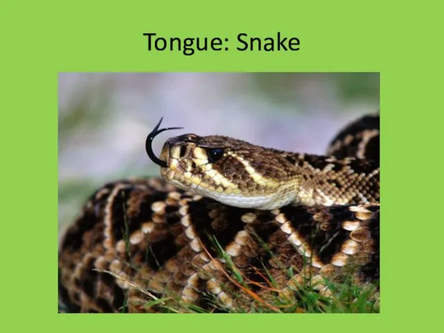 Tongue: Snake