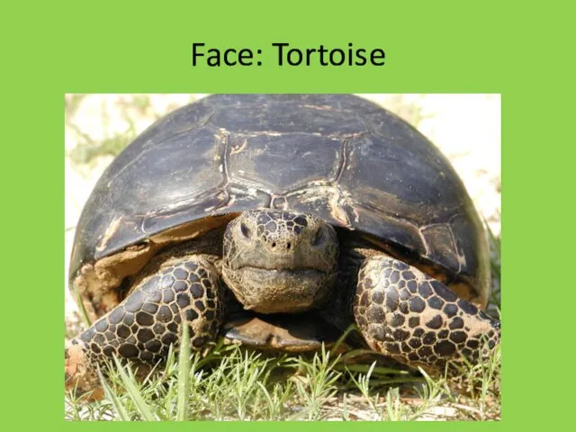 Face: Tortoise