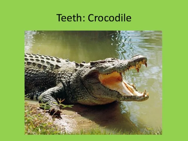 Teeth: Crocodile