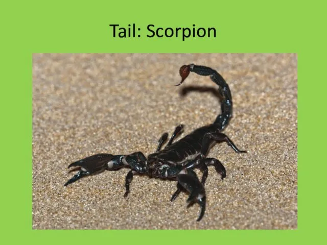 Tail: Scorpion