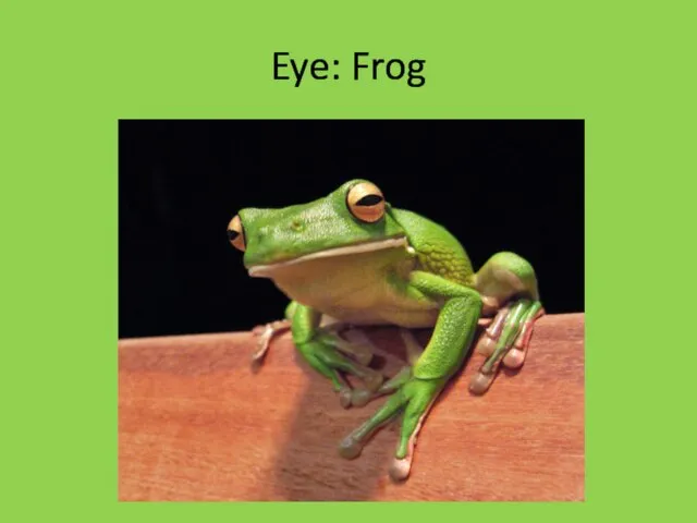 Eye: Frog