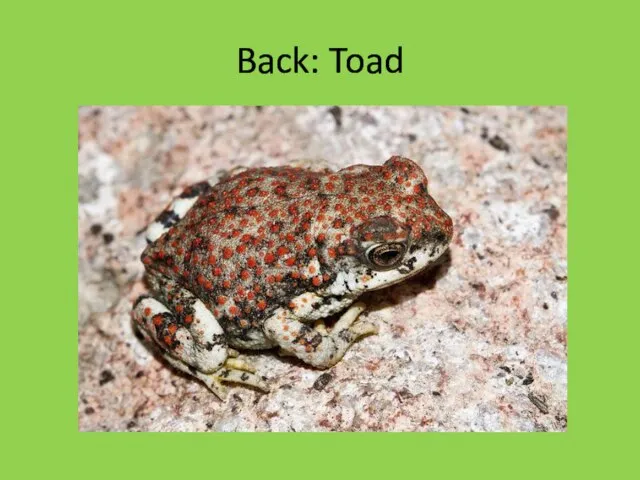 Back: Toad