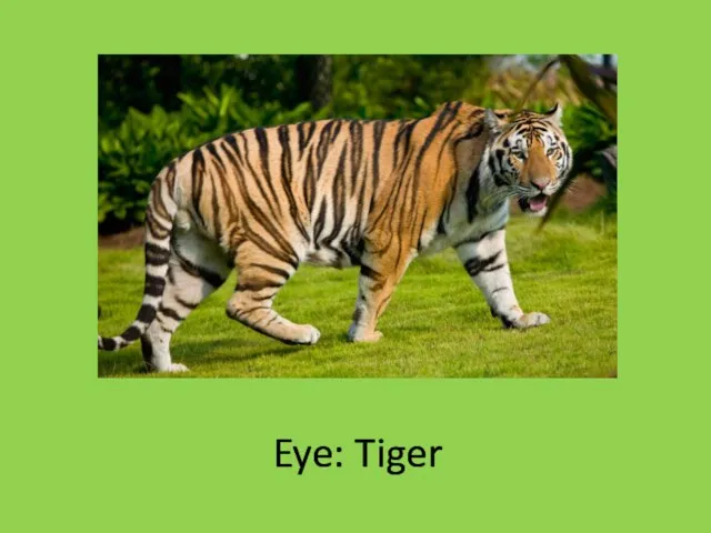 Eye: Tiger