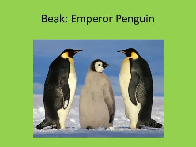 Beak: Emperor Penguin