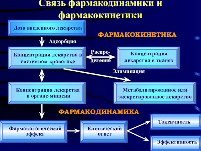 Связь фармакодинамики и фармакокинетики Доза введенного лекарства Концентрация лекарства в системном