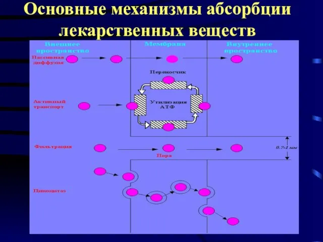 Основные механизмы абсорбции лекарственных веществ