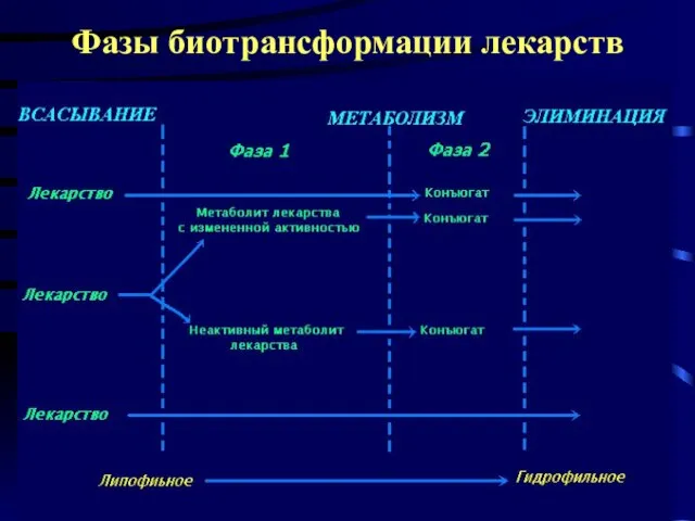 Фазы биотрансформации лекарств