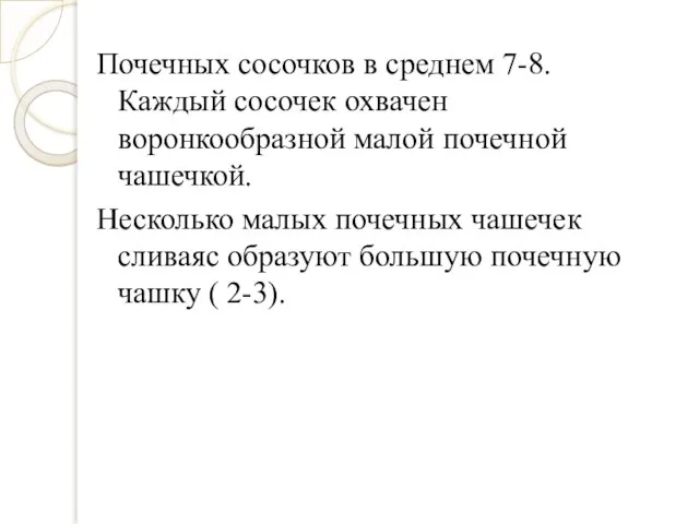 Почечных сосочков в среднем 7-8. Каждый сосочек охвачен воронкообразной малой почечной