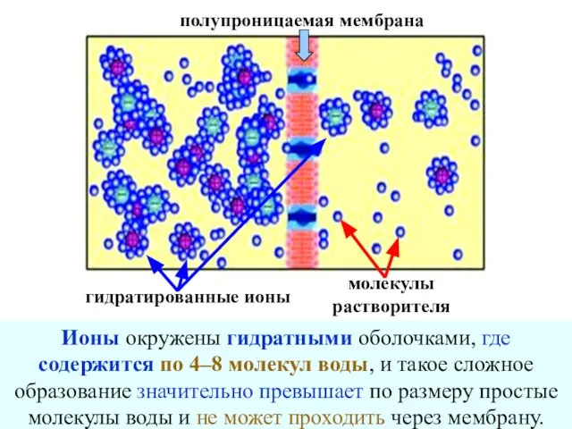 гидратированные ионы молекулы растворителя полупроницаемая мембрана Ионы окружены гидратными оболочками, где