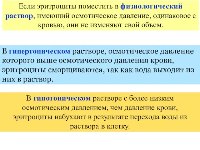 В гипертоническом растворе, осмотическое давление которого выше осмотического давления крови, эритроциты