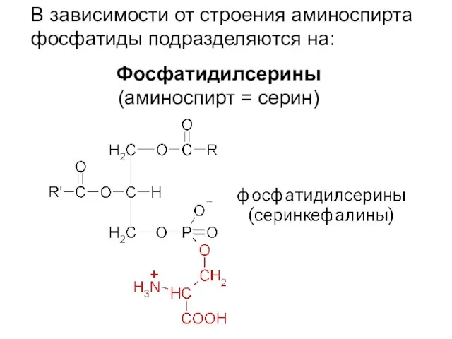 В зависимости от строения аминоспирта фосфатиды подразделяются на: Фосфатидилсерины (аминоспирт = серин)