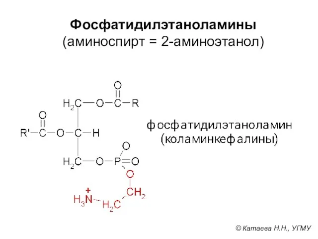 Фосфатидилэтаноламины (аминоспирт = 2-аминоэтанол) © Катаева Н.Н., УГМУ