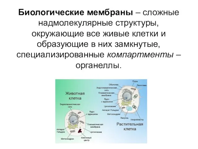 Биологические мембраны – сложные надмолекулярные структуры, окружающие все живые клетки и