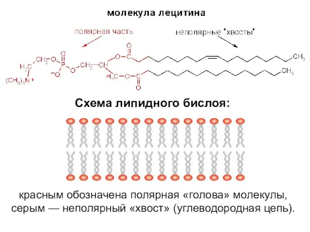 красным обозначена полярная «голова» молекулы, серым — неполярный «хвост» (углеводородная цепь). Схема липидного бислоя: