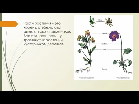 Части растения – это корень, стебель, лист, цветок, плод с семенами.