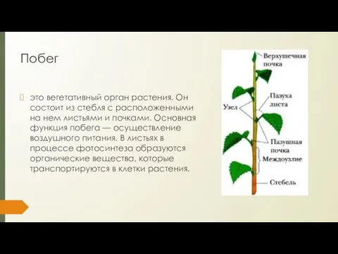 Побег это вегетативный орган растения. Он состо­ит из стебля с расположенными