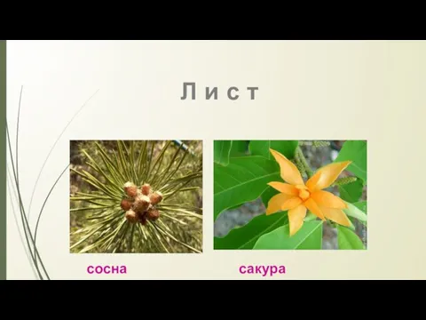 Л и с т сосна сакура