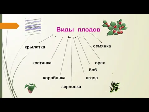 Виды плодов костянка семянка коробочка ягода орех крылатка зерновка боб