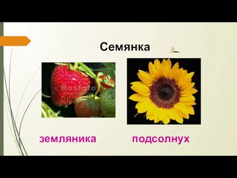 Семянка земляника подсолнух