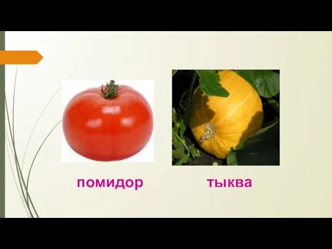 помидор тыква