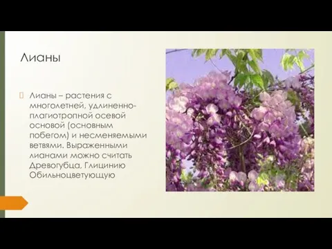 Лианы Лианы – растения с многолетней, удлиненно-плагиотропной осевой основой (основным побегом)