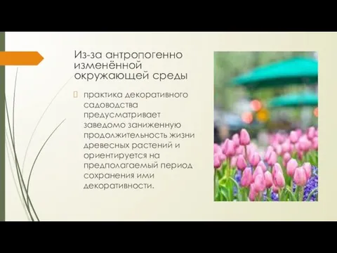 Из-за антропогенно изменённой окружающей среды практика декоративного садоводства предусматривает заведомо заниженную