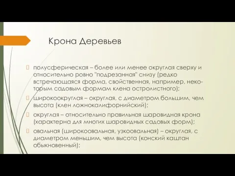 Крона Деревьев полусферическая – более или менее округлая сверху и относительно